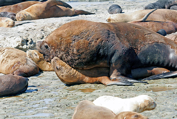 Les mâles étant beaucoup plus gros que les femelles, la reproduction devient pesante !!